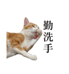 猫の栗ちゃん、今日も元気（個別スタンプ：7）