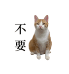 猫の栗ちゃん、今日も元気（個別スタンプ：9）