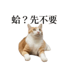 猫の栗ちゃん、今日も元気（個別スタンプ：10）