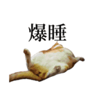 猫の栗ちゃん、今日も元気（個別スタンプ：11）