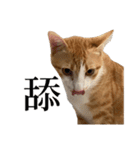 猫の栗ちゃん、今日も元気（個別スタンプ：12）