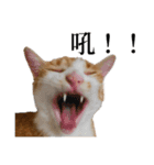 猫の栗ちゃん、今日も元気（個別スタンプ：13）