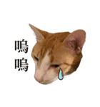猫の栗ちゃん、今日も元気（個別スタンプ：14）