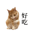 猫の栗ちゃん、今日も元気（個別スタンプ：15）