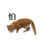 猫の栗ちゃん、今日も元気（個別スタンプ：16）
