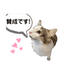 垂れ目王子ほたての日常スタンプ②（個別スタンプ：7）