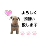 ウェルシュテリア♡ジェリーさんの1日(13)（個別スタンプ：9）