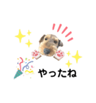 ウェルシュテリア♡ジェリーさんの1日(13)（個別スタンプ：13）