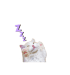 ドラ殿の日常（個別スタンプ：5）