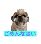 モヒカン蓮くんの呟き（個別スタンプ：1）