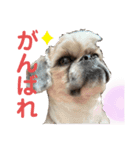 モヒカン蓮くんの呟き（個別スタンプ：6）