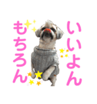 モヒカン蓮くんの呟き（個別スタンプ：8）
