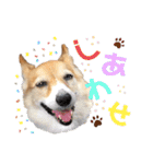 大園家の天使達（個別スタンプ：1）