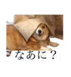 大園家の天使達（個別スタンプ：9）