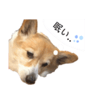 大園家の天使達（個別スタンプ：13）