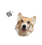 大園家の天使達（個別スタンプ：15）