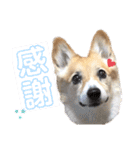 大園家の天使達（個別スタンプ：17）