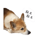 大園家の天使達（個別スタンプ：18）