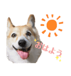 大園家の天使達（個別スタンプ：20）