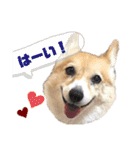 大園家の天使達（個別スタンプ：22）