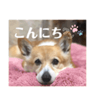 大園家の天使達（個別スタンプ：23）