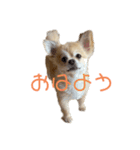 おまめの日常。2（個別スタンプ：1）