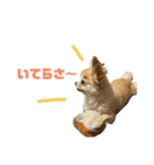 おまめの日常。2（個別スタンプ：8）