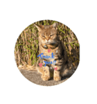 畑猫のミイ＆チロ（個別スタンプ：1）
