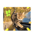 畑猫のミイ＆チロ（個別スタンプ：4）