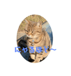 畑猫のミイ＆チロ（個別スタンプ：5）