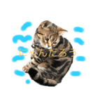 畑猫のミイ＆チロ（個別スタンプ：6）