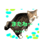 畑猫のミイ＆チロ（個別スタンプ：7）