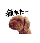 おじまろのきもち（個別スタンプ：12）