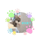 うちの猫さん♥️（個別スタンプ：2）