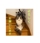 うちの猫さん♥️（個別スタンプ：4）