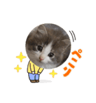 うちの猫さん♥️（個別スタンプ：5）