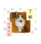 うちの猫さん♥️（個別スタンプ：6）