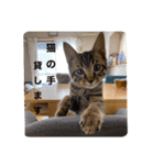 うちの猫さん♥️（個別スタンプ：9）