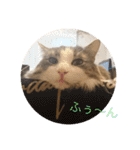 うちの猫さん♥️（個別スタンプ：10）