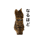 うちの猫さん♥️（個別スタンプ：11）