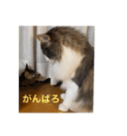 うちの猫さん♥️（個別スタンプ：12）