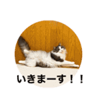 うちの猫さん♥️（個別スタンプ：14）