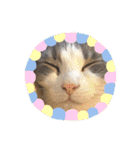 うちの猫さん♥️（個別スタンプ：16）
