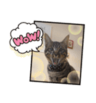 うちの猫さん♥️（個別スタンプ：17）