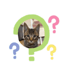 うちの猫さん♥️（個別スタンプ：19）