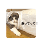 うちの猫さん♥️（個別スタンプ：21）