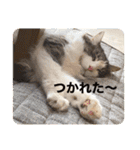 うちの猫さん♥️（個別スタンプ：22）