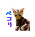 アメショージウとベンガルレオのスタンプ（個別スタンプ：4）