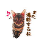 アメショージウとベンガルレオのスタンプ（個別スタンプ：15）