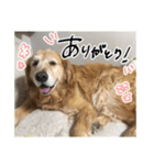 実家の犬ボスのスタンプ（個別スタンプ：1）